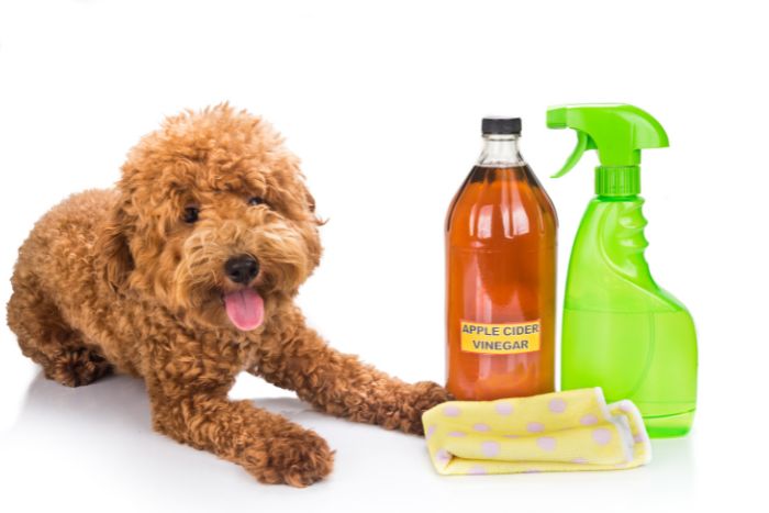Safe Cleaning Products for Homes with Pets