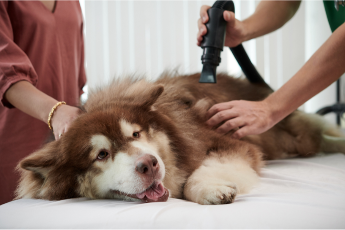 The Ultimate Guide to Pet Hair Removal for a Fur-Free Home